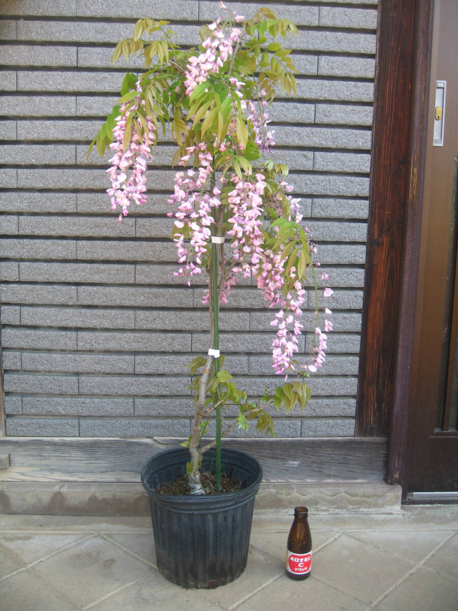 ピンク花の藤　【本紅】　樹高約85cm　開花中　①_5月3日撮影