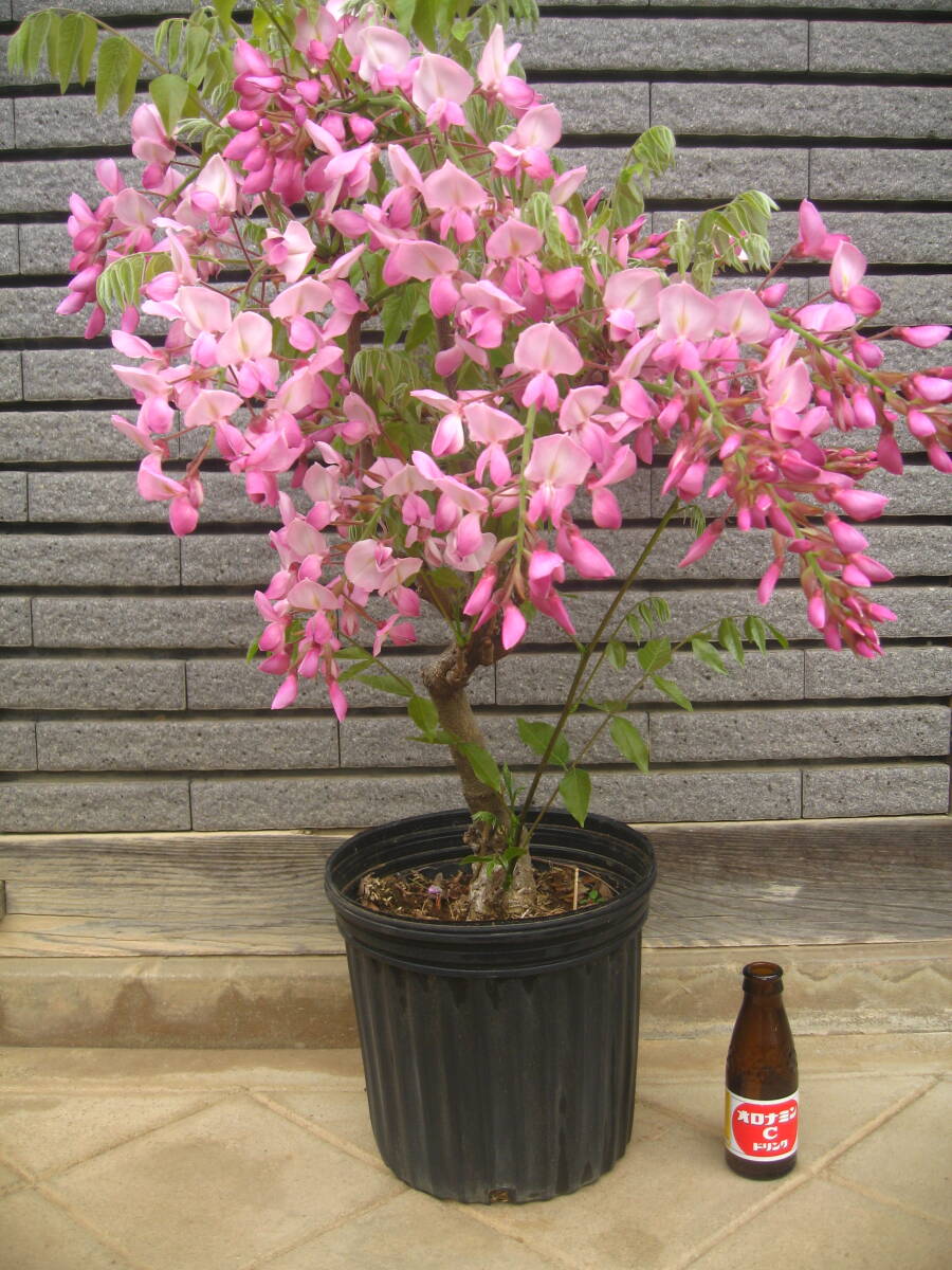 珍しい品種の藤 【昭和紅藤】 樹高約95cm ピンク花 の画像9