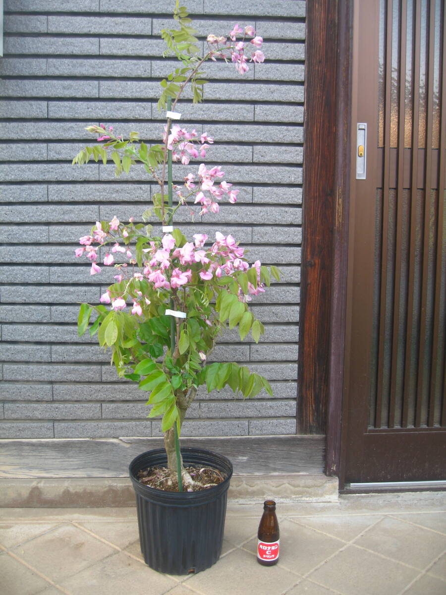 珍しい品種の藤 【昭和紅藤】 樹高約95cm ピンク花 の画像1