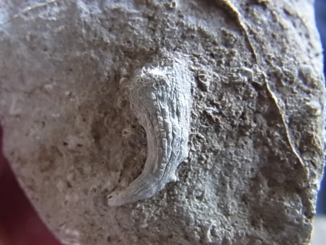 日本の化石　ヤッチャギア　9811RY_画像2