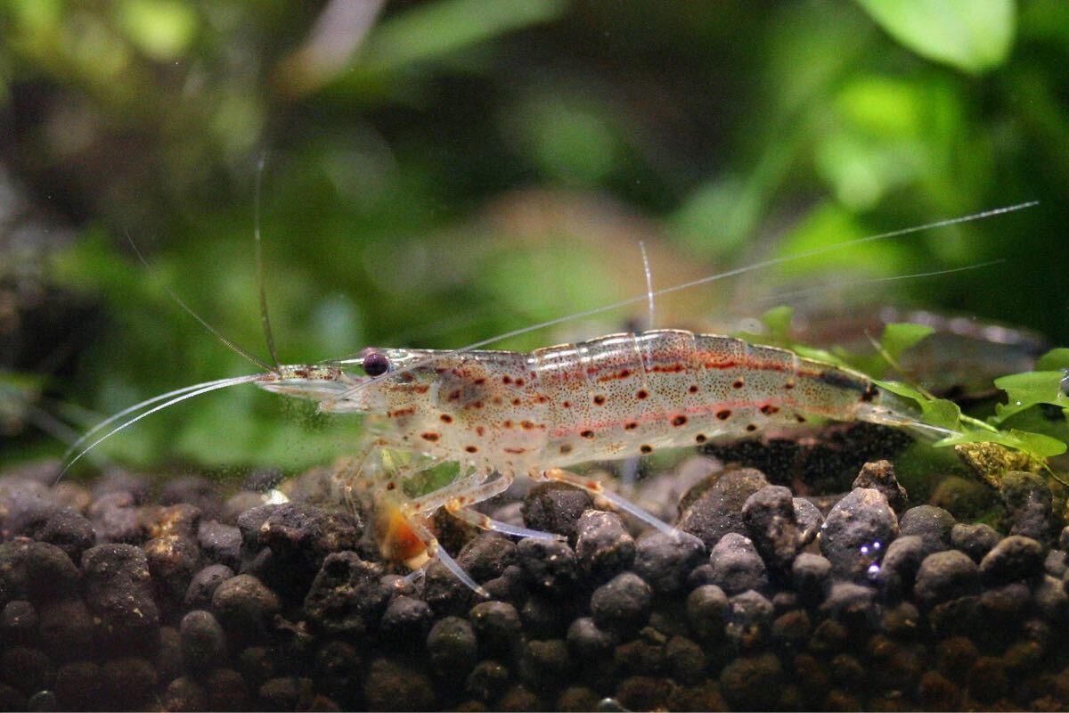 【川海老】約4.5cm20匹ヤマトヌマエビ★北海道・沖縄への発送は休止中です★_画像3