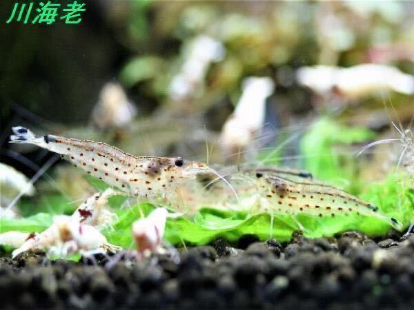 【川海老】約4.5cm20匹ヤマトヌマエビ★北海道・沖縄への発送は休止中です★_画像6