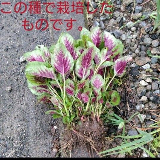 希少　（ヒユ）菜（Amaranthus tricolor）種70粒