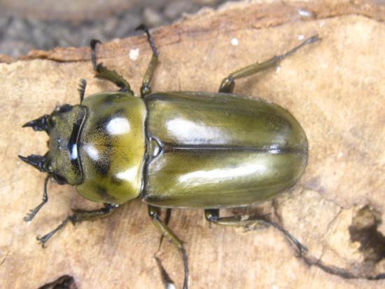 メス単品・ローゼンベルグオウゴンオニクワガタ　♀44ミリ・(スカブミ)現地飼育品・昆虫卸問屋アリスト・1円_画像1