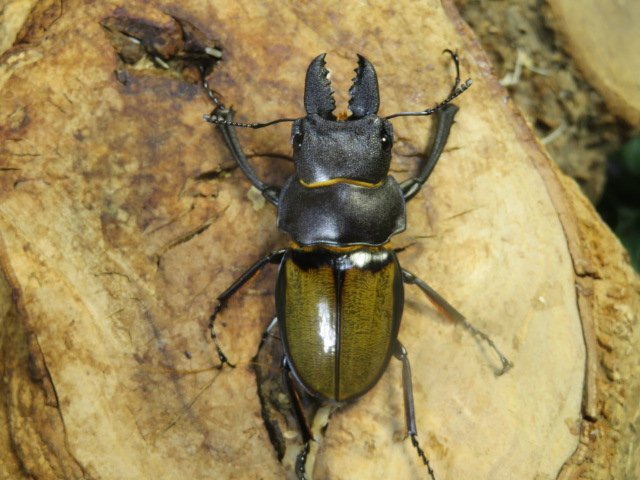 NO3 キプルツヤクワガタ　♂50ミリ♀32ミリ(saba)・ボルネオ便・WD・成虫・クワガタショップアリスト_画像1