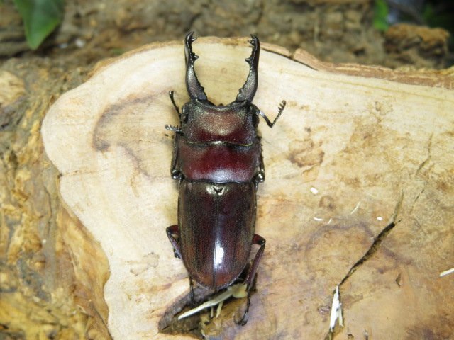 フォルケプスノコギリクワガタ　♂46ミリ♀29ミリ・(ベンクール)・昆虫販売アリストWD・成虫_画像1