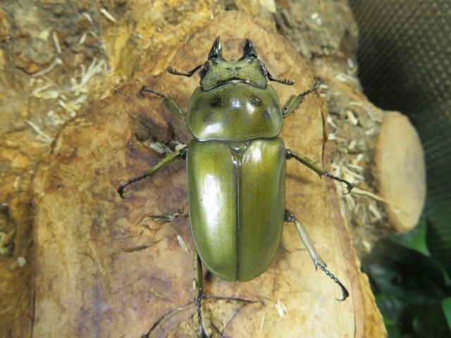 NO1 ローゼンベルグオウゴンオニクワガタ　♂80ミリ♀56ミリ・特大・(スカブミ)現地飼育品・昆虫卸問屋アリスト・1円_画像3