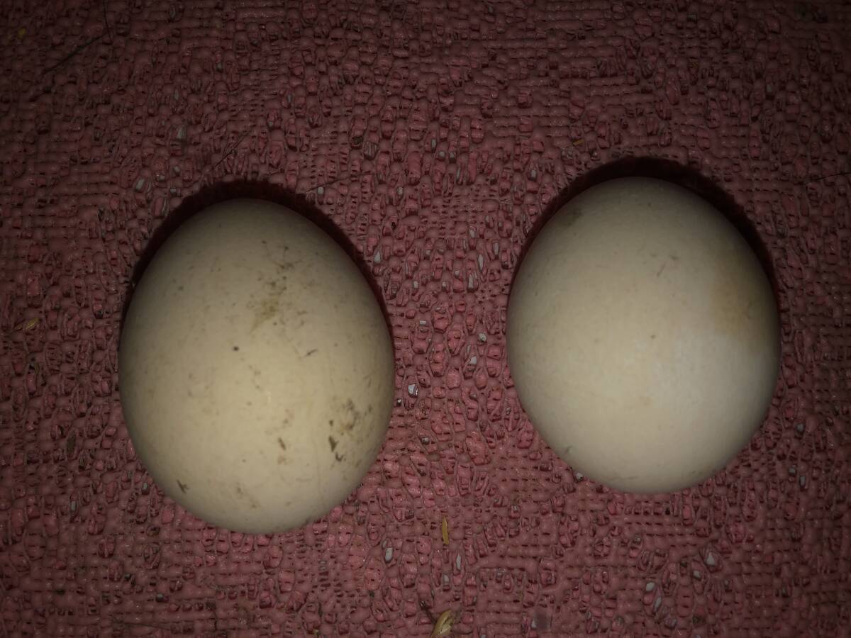 インドクジャクの食用有精卵 2個 種卵 孔雀 キジ 雉 ニワトリ 鶏 キンケイの画像3