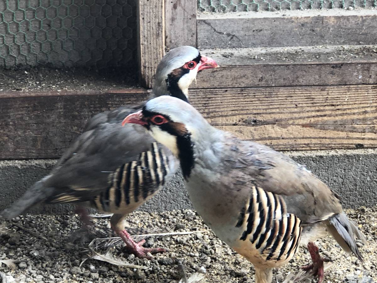 イワシャコの食用有精卵 10個 種卵 キジ 雉 鶏 ニワトリ キンケイの画像3