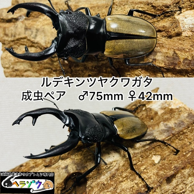 ルデキンツヤクワガタ　ペア　♂75mm♀42mm 野外採集品_画像1