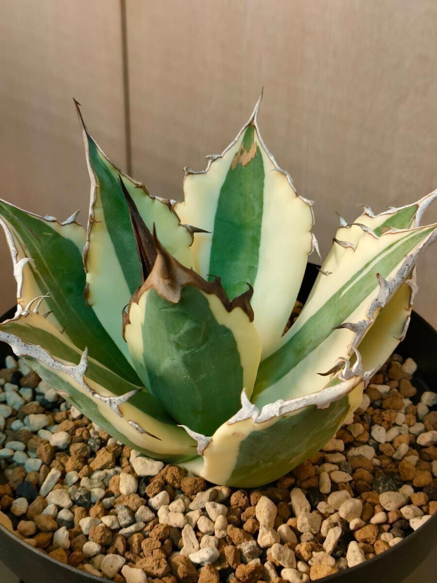 アガベ スナグルトゥース 暴牙 子株 検 チタノタ オアハカ オテロイ agave _画像1