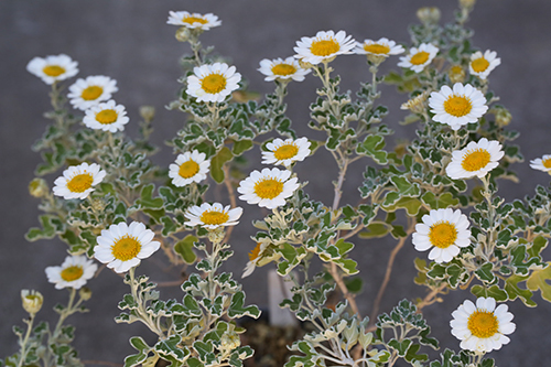 山野草　アシズリノジギク　苗_開花見本写真