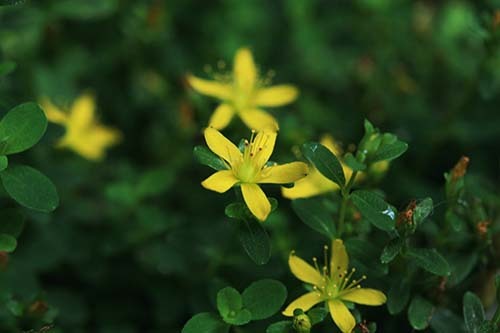 山野草　屋久島オトギリ　苗_開花見本写真