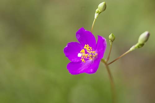 山野草　クサハナビ（蕾あり）苗_開花見本写真