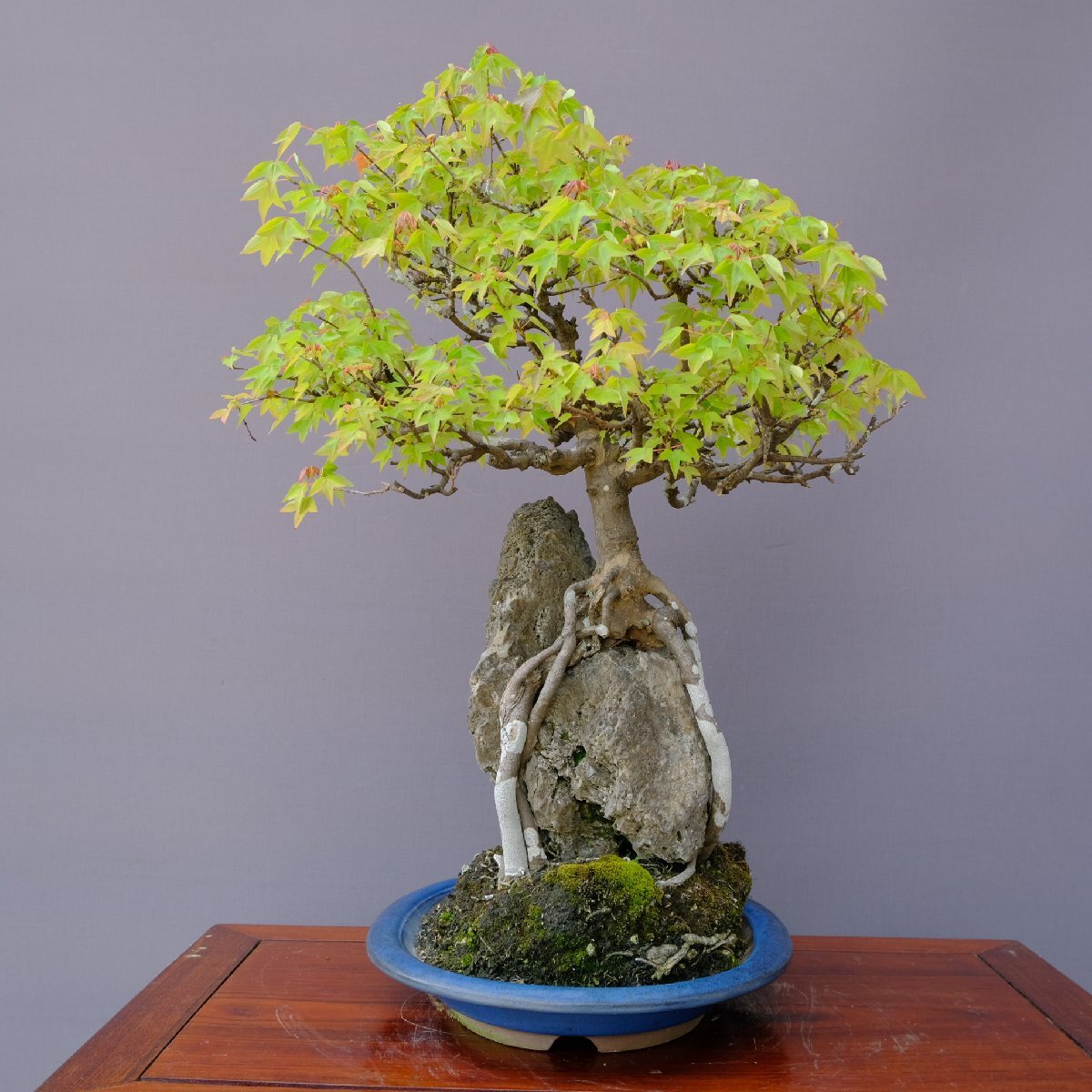 ( stock ) one .. maple large goods bonsai |..50 year stone table pot . flower celebration Japanese black pin . leaf pine genuine Kashiwa maple plum Rhododendron indicum zelkova plant orchid present birthday 