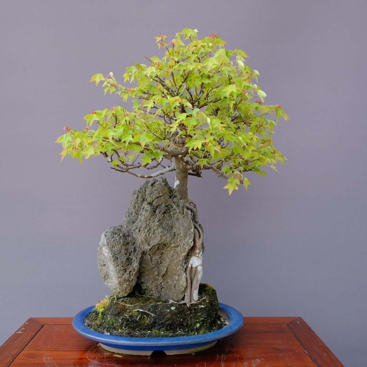 ( stock ) one .. maple large goods bonsai |..50 year stone table pot . flower celebration Japanese black pin . leaf pine genuine Kashiwa maple plum Rhododendron indicum zelkova plant orchid present birthday 