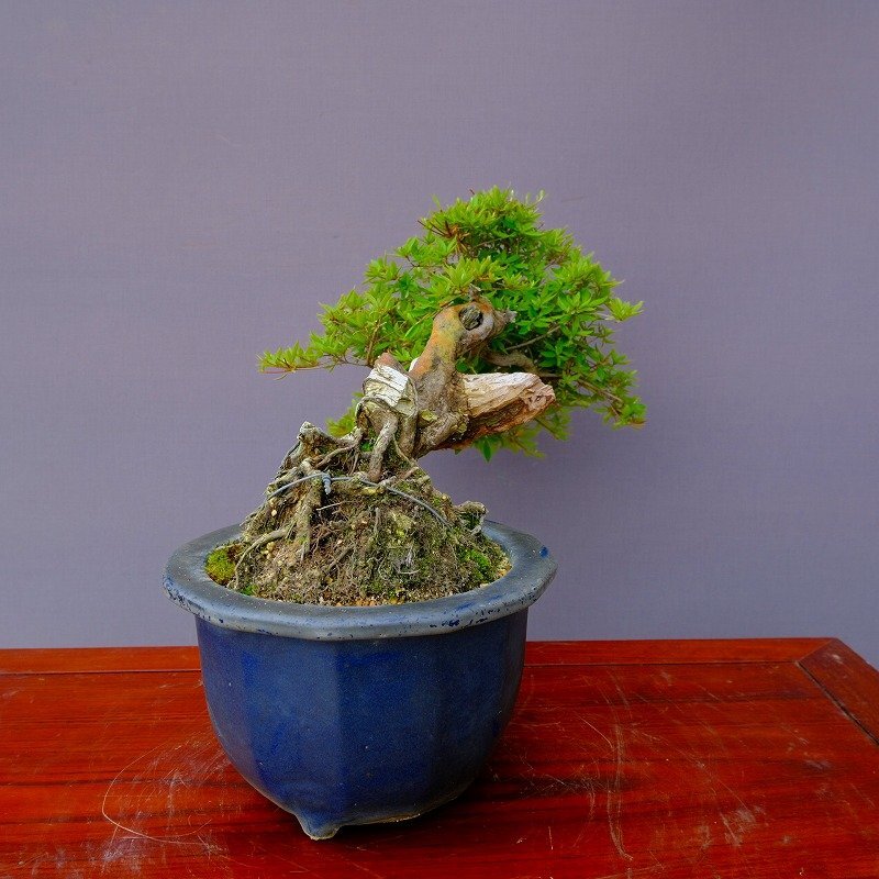 ( stock ) one .. mountain .. rice ... middle goods bonsai |..40 year stone table pot . flower celebration Japanese black pin . leaf pine genuine Kashiwa maple plum Rhododendron indicum zelkova plant orchid present birthday 