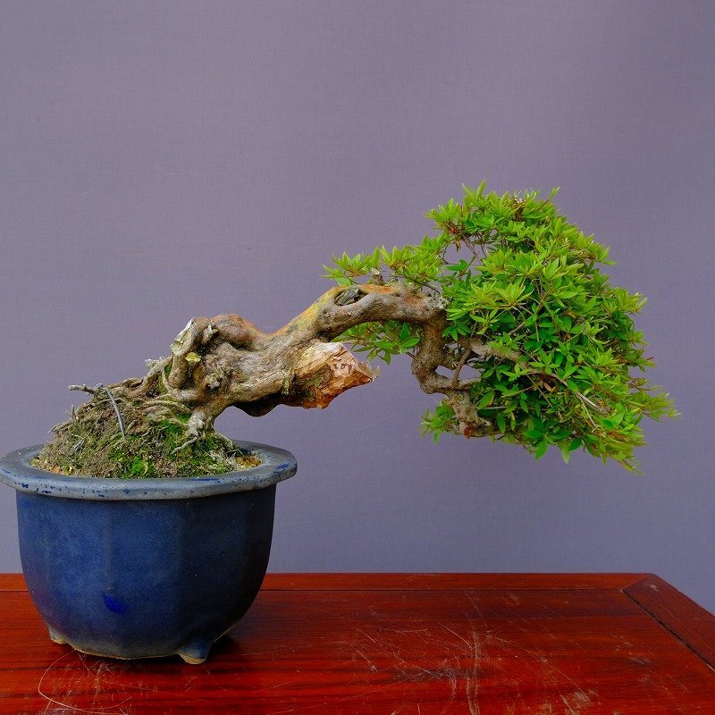 ( stock ) one .. mountain .. rice ... middle goods bonsai |..40 year stone table pot . flower celebration Japanese black pin . leaf pine genuine Kashiwa maple plum Rhododendron indicum zelkova plant orchid present birthday 