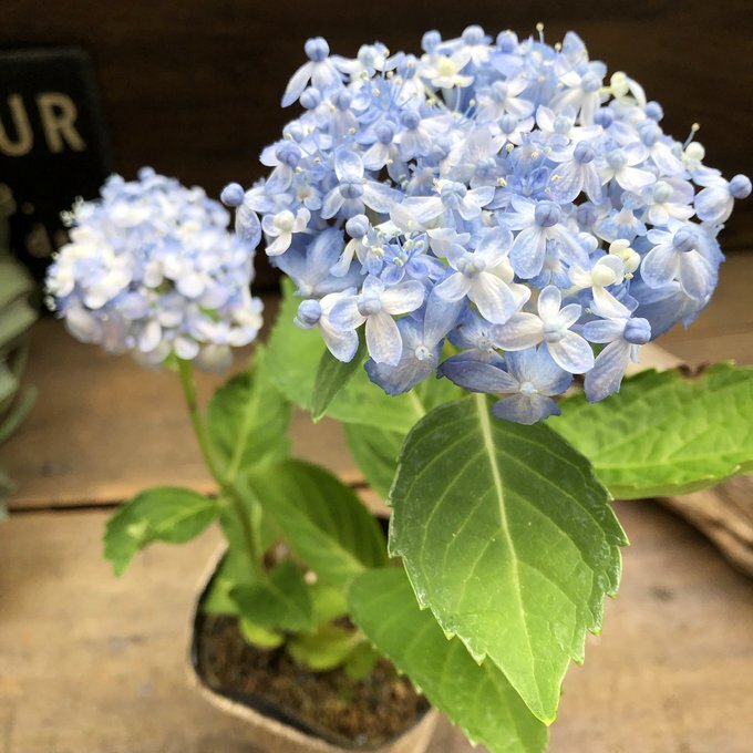 超希少ミカワチドリ山アジサイ三河千鳥紫陽花_画像3