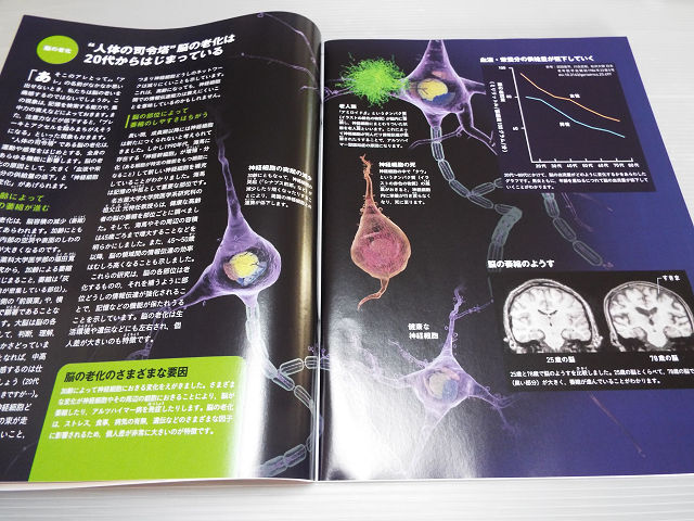 Newton ニュートン 2021年 4月号 老いの教科書 老けない人は何がちがうのか？ 老化研究の最新情報_画像3