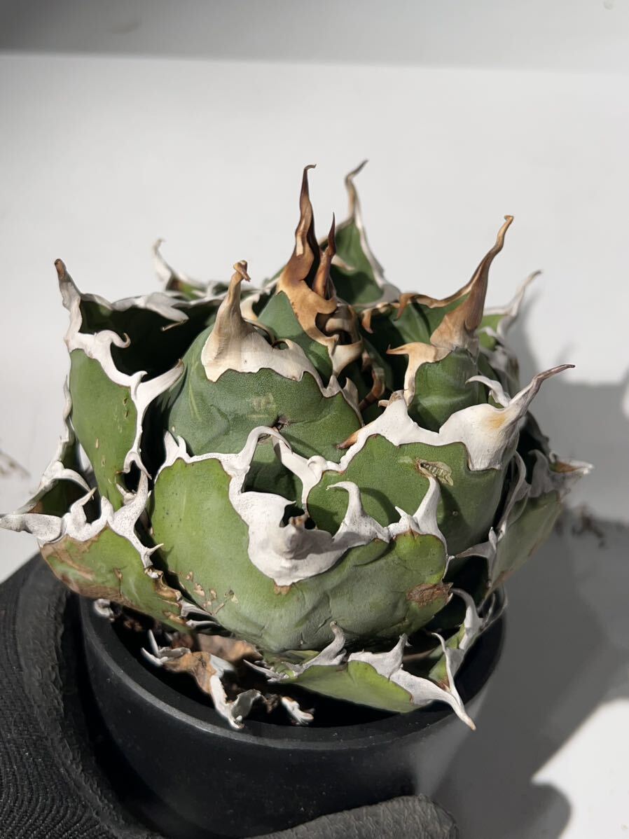 [@turnplant_] 台湾株 親株 白鯨 極上 陽炎狂刺 agave titanota アガベ チタノタ オテロイ 大株 ボール ドワーフ c1の画像4