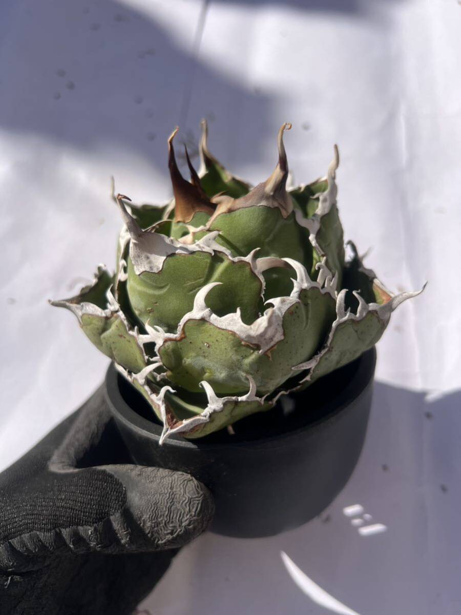 [@turnplant_] 台湾株 親株 白鯨 極上 陽炎狂刺 agave titanota アガベ チタノタ オテロイ 大株 ボール ドワーフ 20_画像2