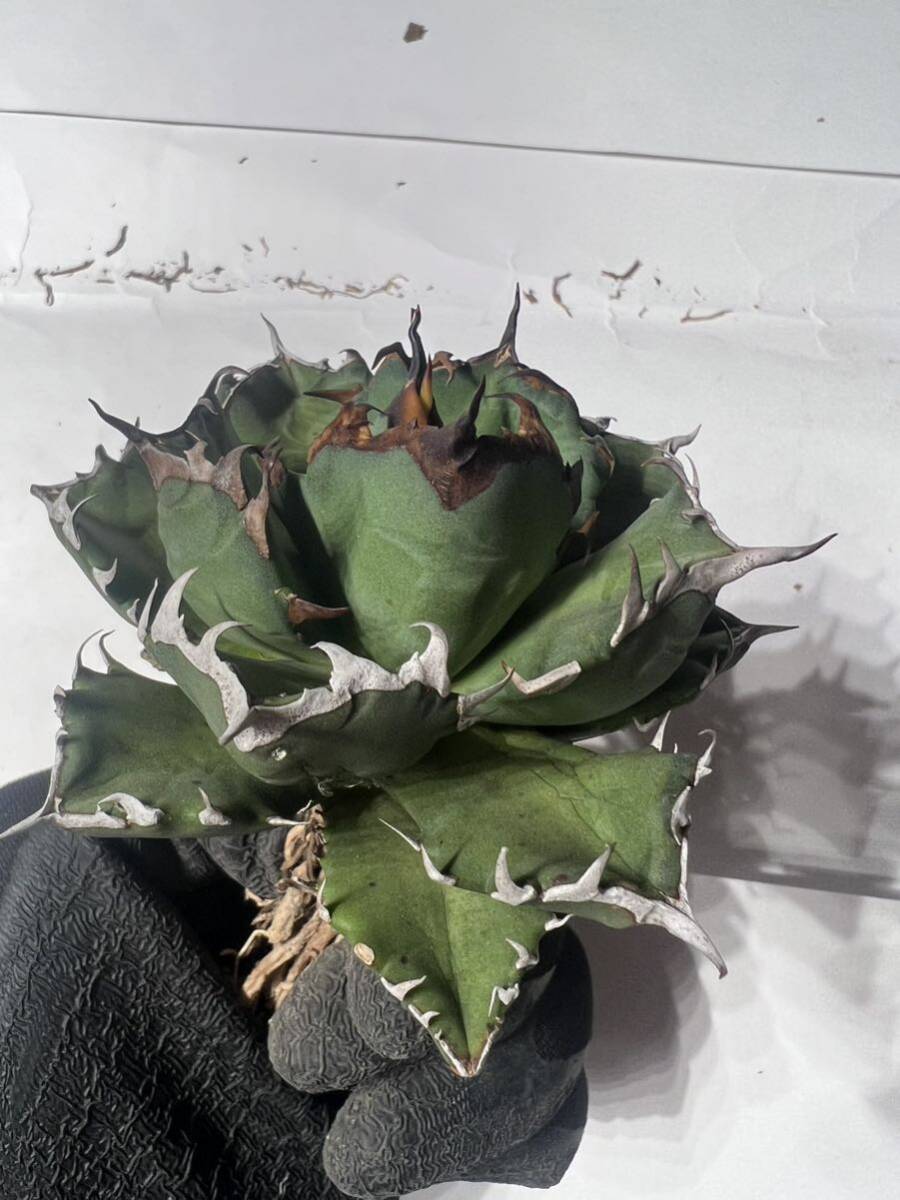 [@turnplant_]台湾株 親株 極上 姫厳竜 大株 子株付agave titanota アガベ チタノタ オテロイ 皇冠 魔丸 悪魔くん の画像6