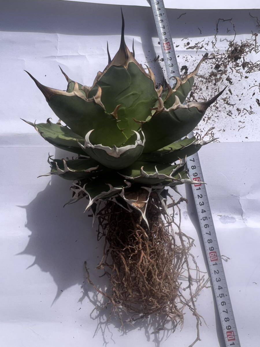 [IG:turnplant_]台湾株 親株 稀少 極上 特大株 子株付 恐龍牙歯 黒帝斯 agave titanota アガベ チタノタ 特選 強棘 Hades 強棘 皇冠_画像9