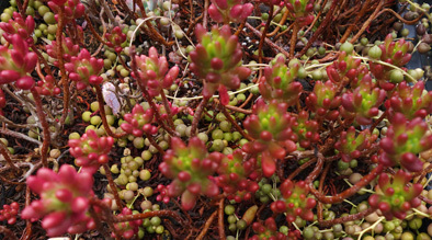 【カット苗】虹の玉　3つ　多肉植物　寄せ植え 　_画像1