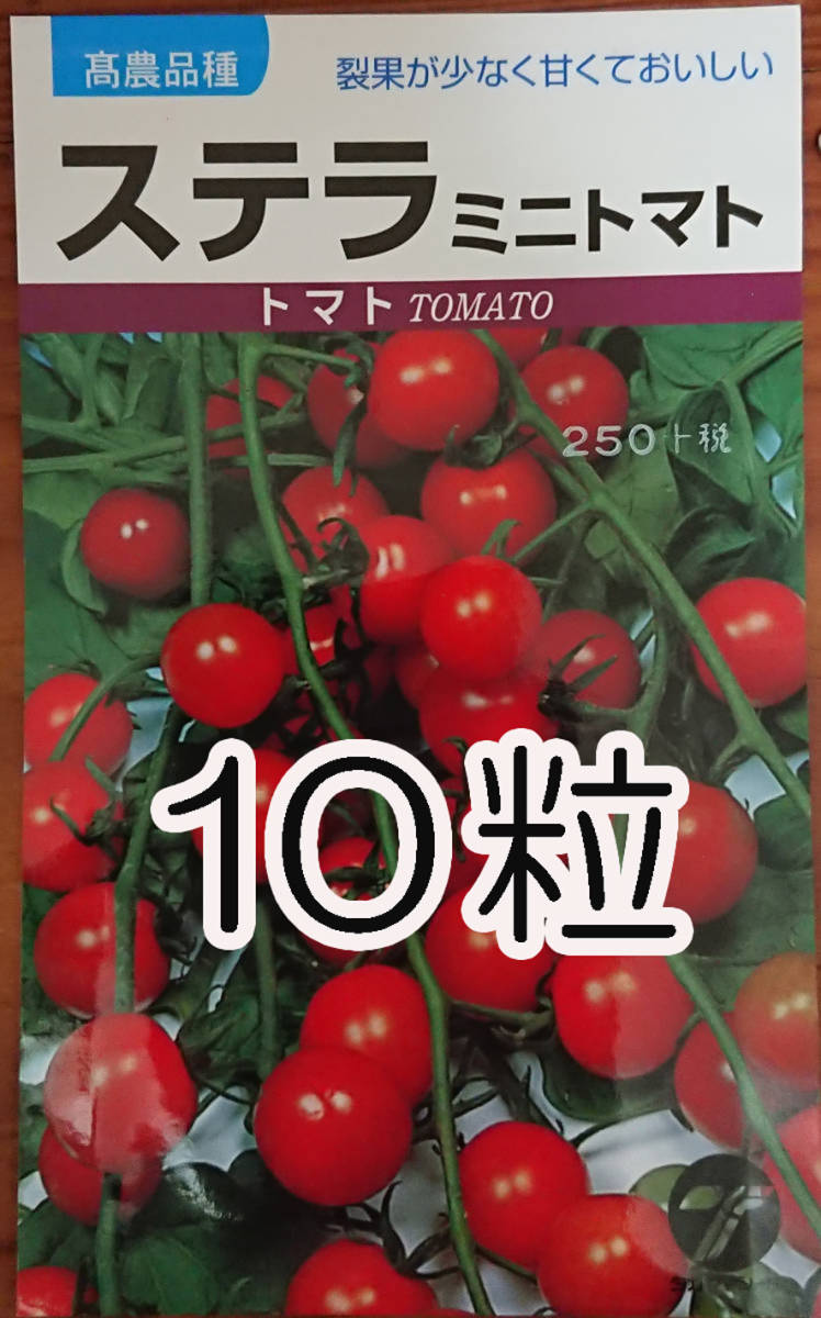 固定種　ミニトマト　ステラ　10粒　種　種子　　野菜　　家庭菜園_画像1