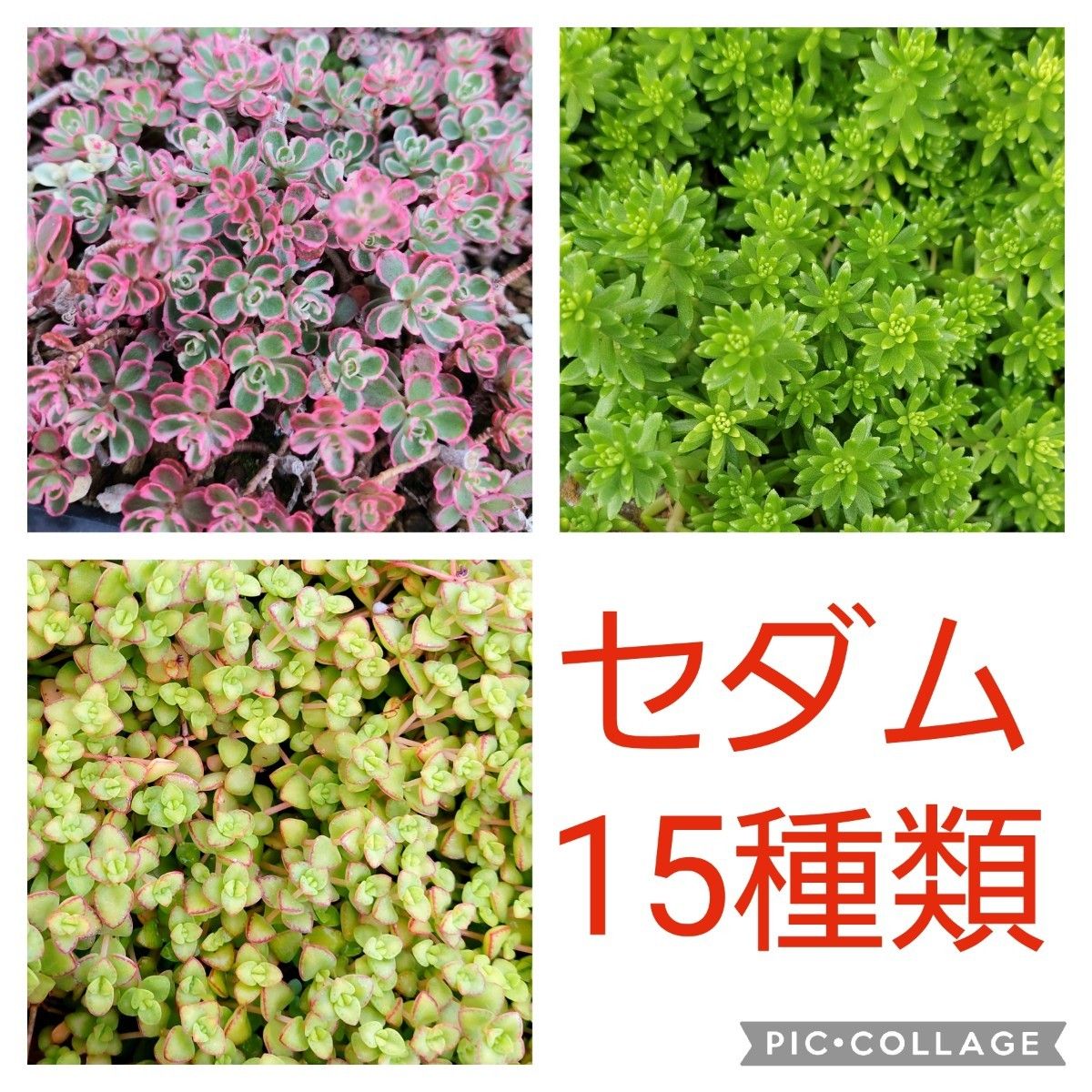 【ルビーネックレス】多肉植物セダム15種　各5カットずつ【育成説明書】