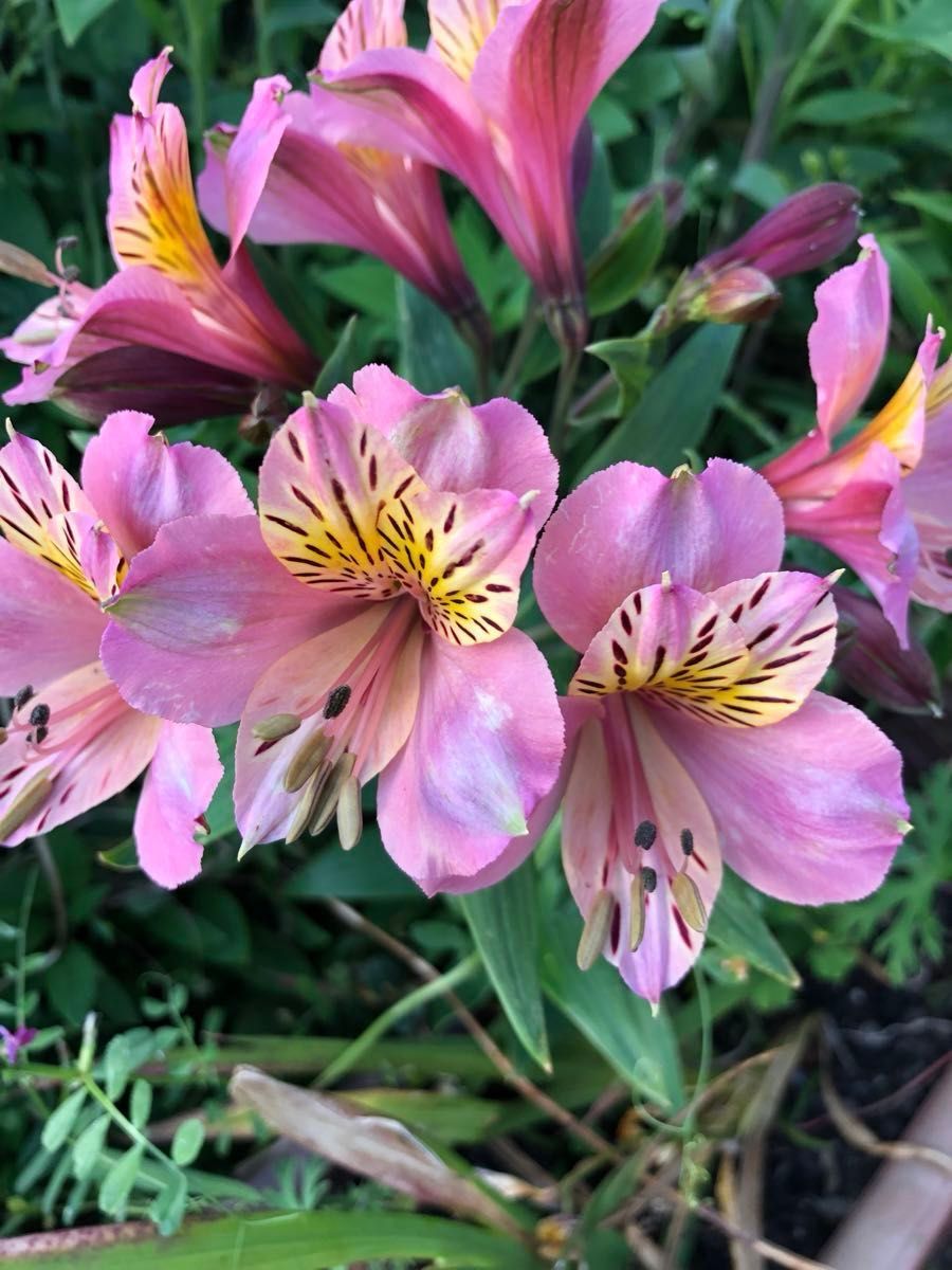 アルストロメリア      白色    花芽付き      オマケ付き    苗