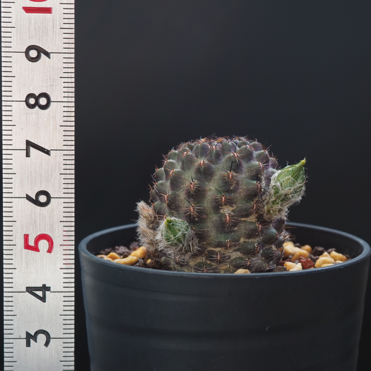 【カキコ苗】レブチア Rebutia sp. HJ 516_出品苗 2024.5.11撮影