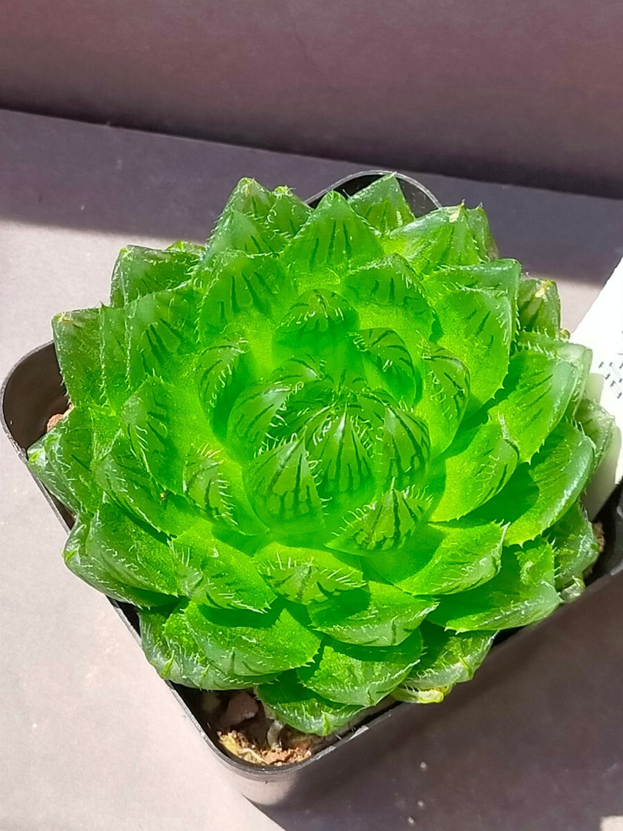 ハオルチア 桜水晶 Haworthia 多肉植物_画像4