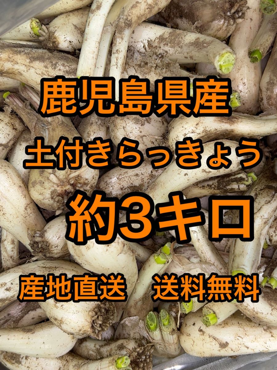 鹿児島県産　土付きらっきょう　約3キロ