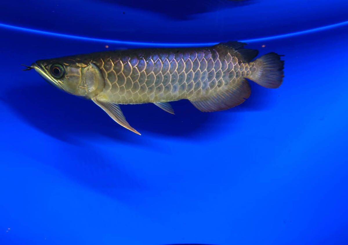  Азия аравановые *.. золотой дракон [TGA]se лама ×k Len голубой примерно 35cm