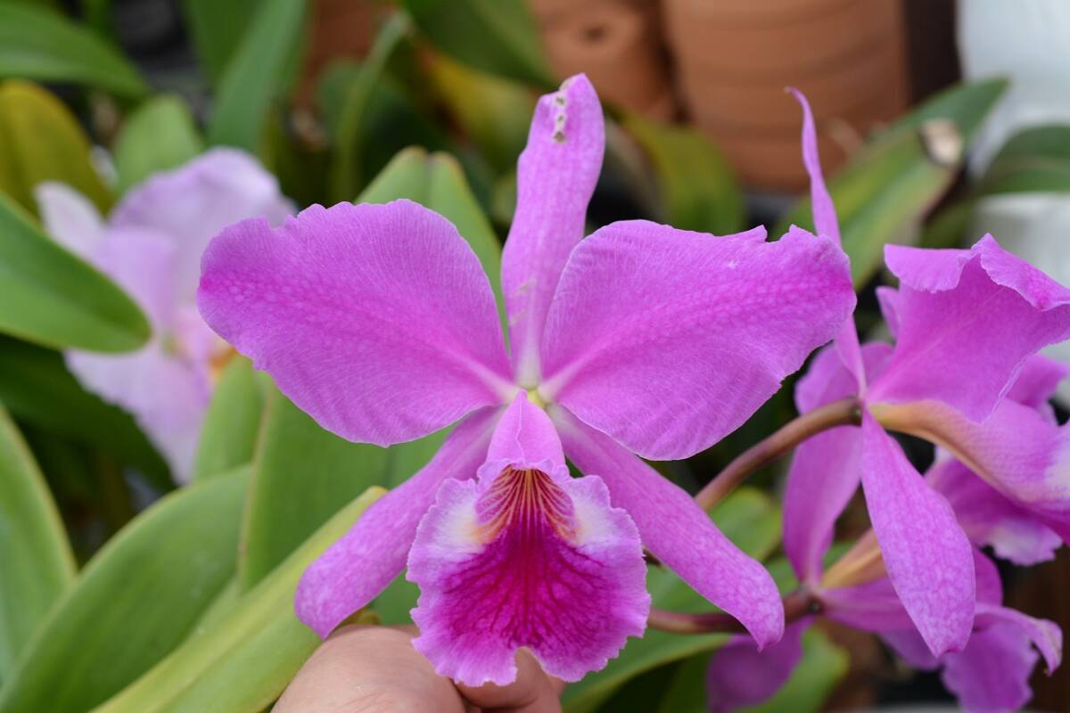 洋蘭 カトレヤ 原種 C.jenmanii `Blanca Flor' バック吹き株の画像1