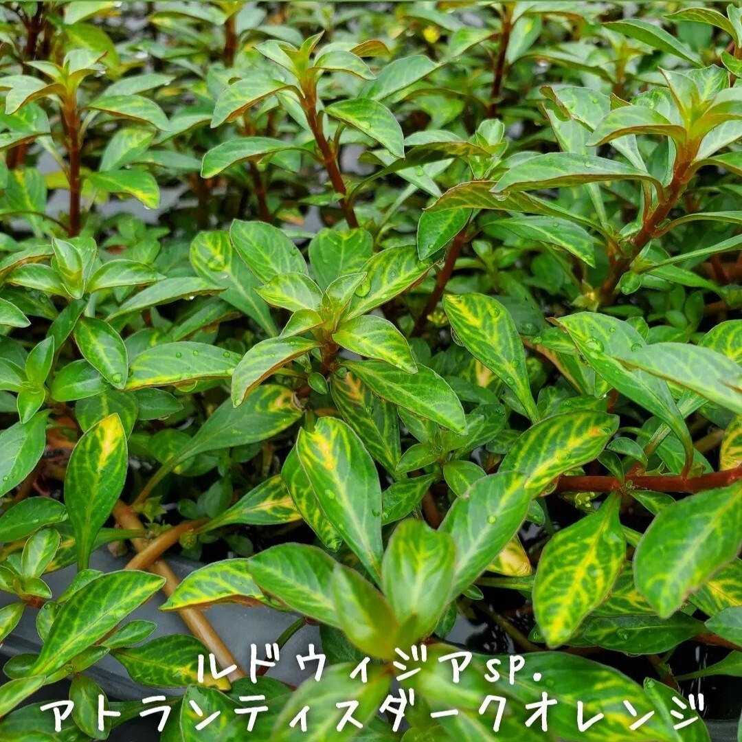 【青い森めだか】水生植物・水草「ルドウィジアsp・アトランティスダークオレンジ」１０本_画像1