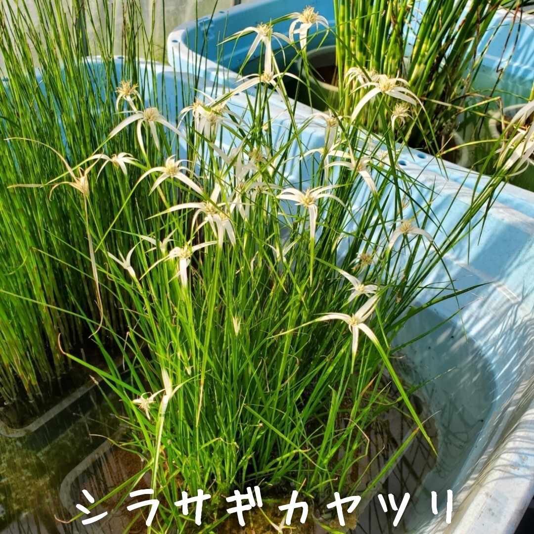 【青い森めだか】水生植物・水草「シラサギカヤツリ」１束_画像1