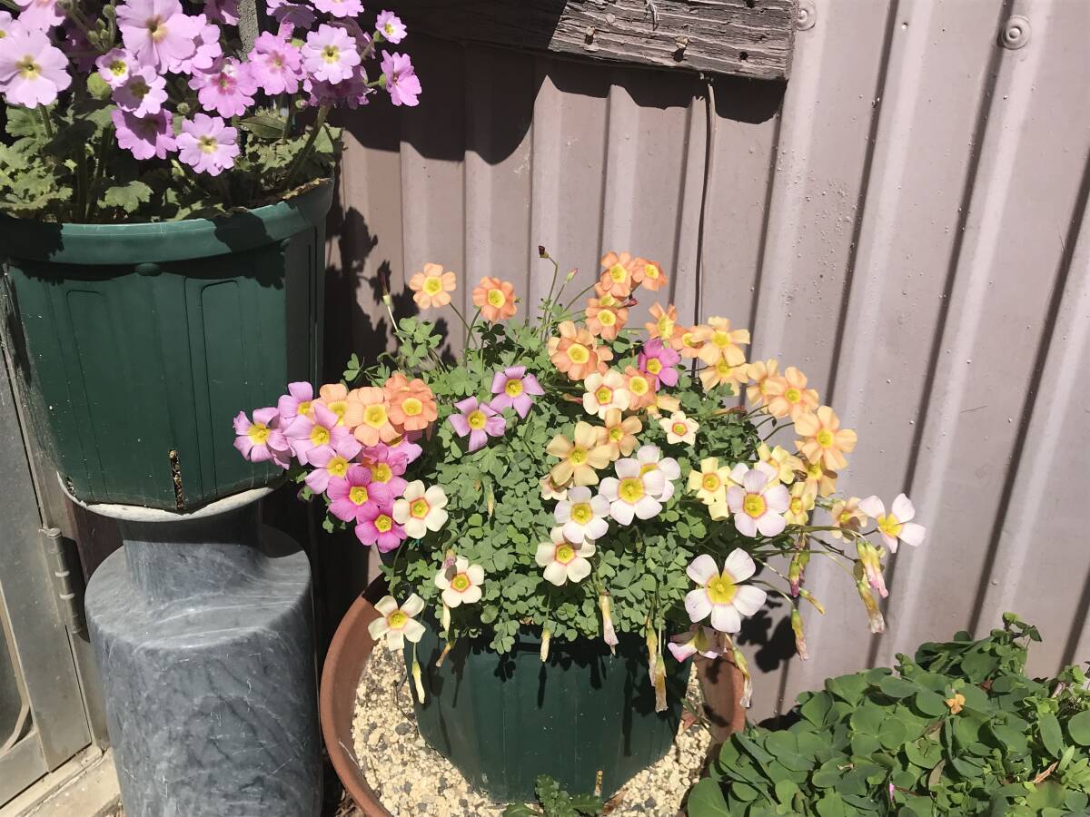 oxalis obtusa pastel color Mixの球根です。②_開花時の画像です。