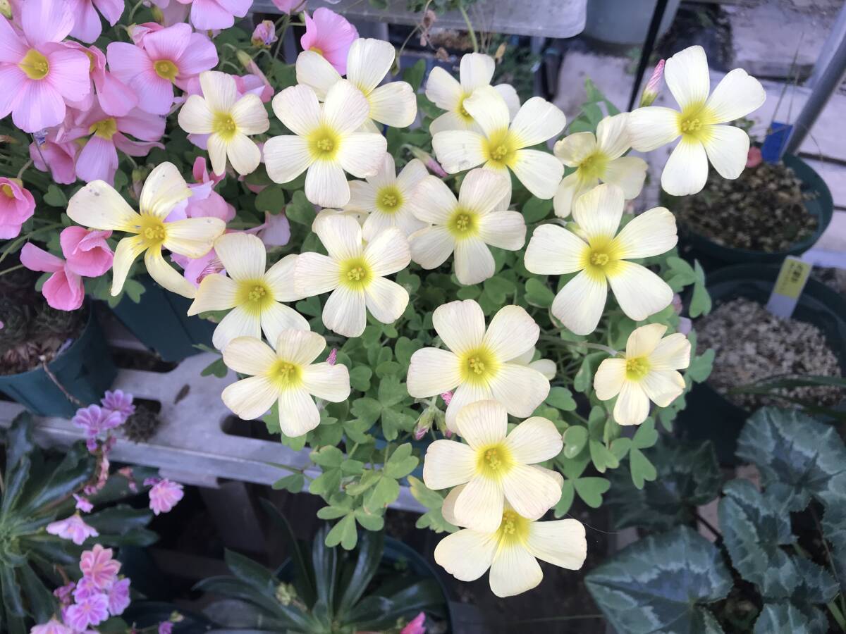 oxalis obtusa イエロー花の球根です。③_開花時の画像です。