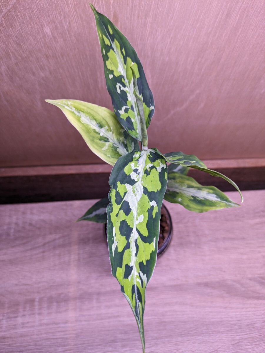 【常湿株】アグラオネマ ピクタム アチェ スマトラ Aglaonema pictum Aceh Sumatra TZ便②_画像1