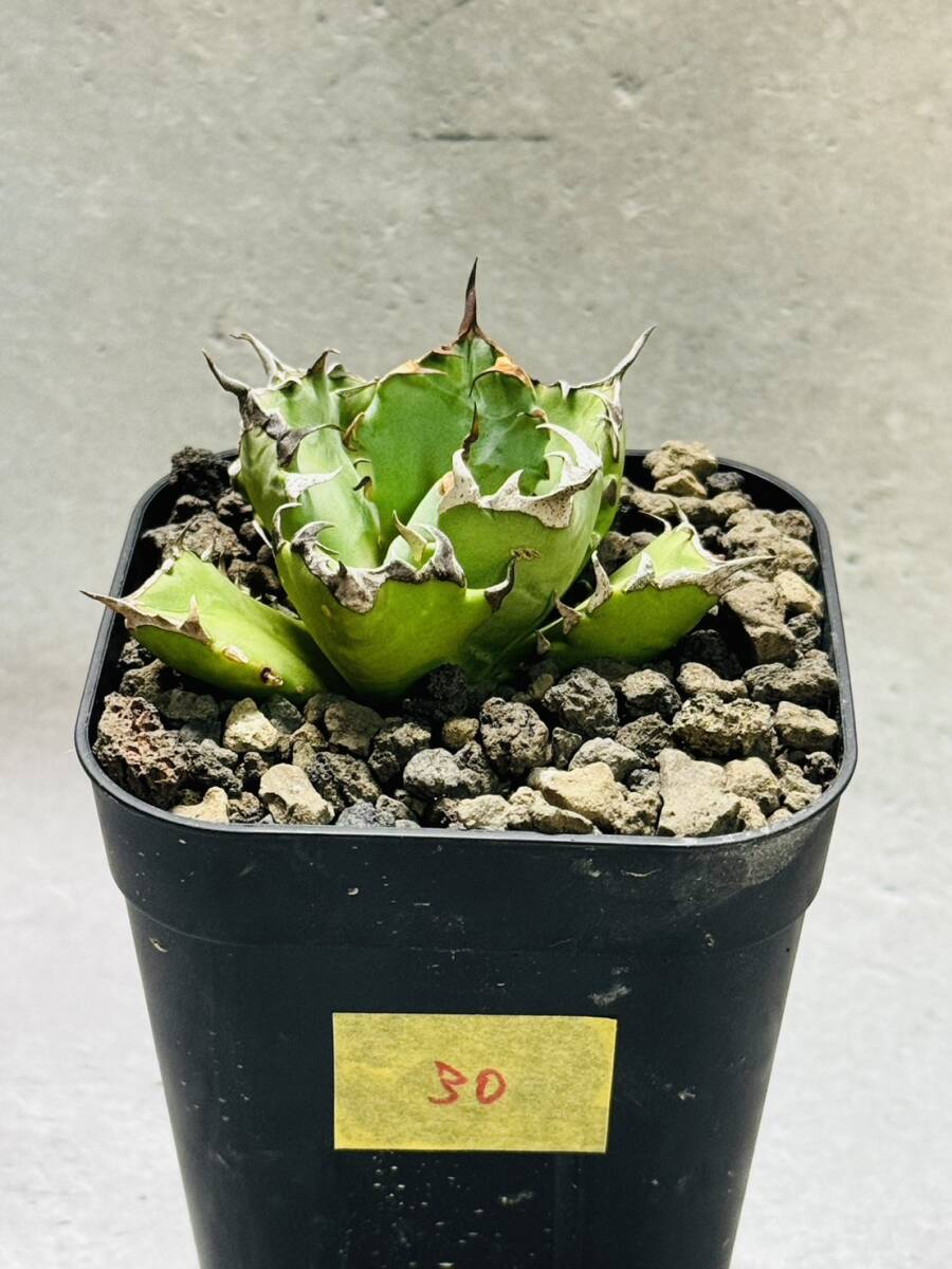 THD30 【Rin.】アガベ チタノタ ドワーフ agave titanota dwarf 発根済み 鉢のまま発送 検）オアハカ 姫厳龍の画像1