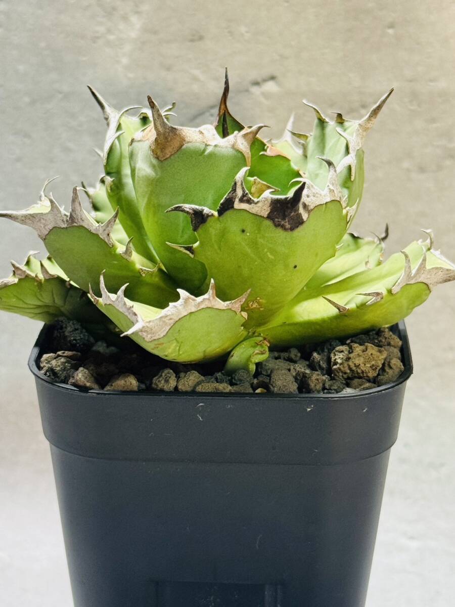 THD53 【中株】【Rin.】アガベ チタノタ ドワーフ agave titanota dwarf 発根済み 鉢のまま発送 検）オアハカ 姫厳龍の画像4