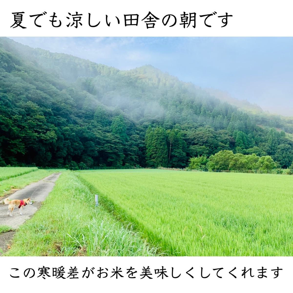 【令和5年産】白米 1.5kg｜宮崎県産ヒノヒカリ｜農家直送｜メール便対応