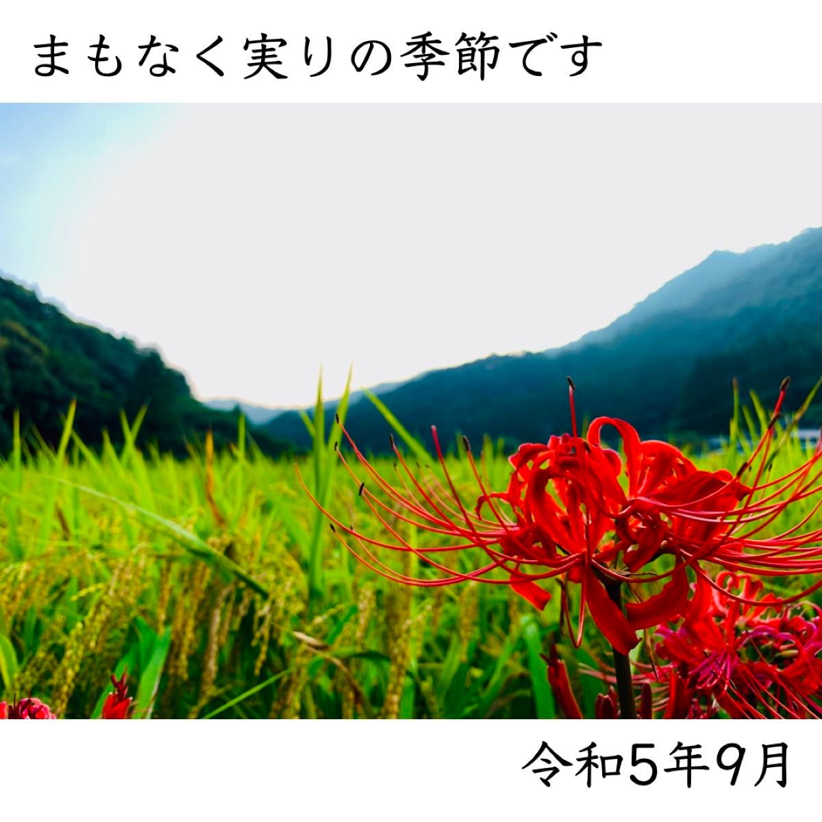 【令和5年産】白米 5kg｜宮崎県産ヒノヒカリ｜農家直送