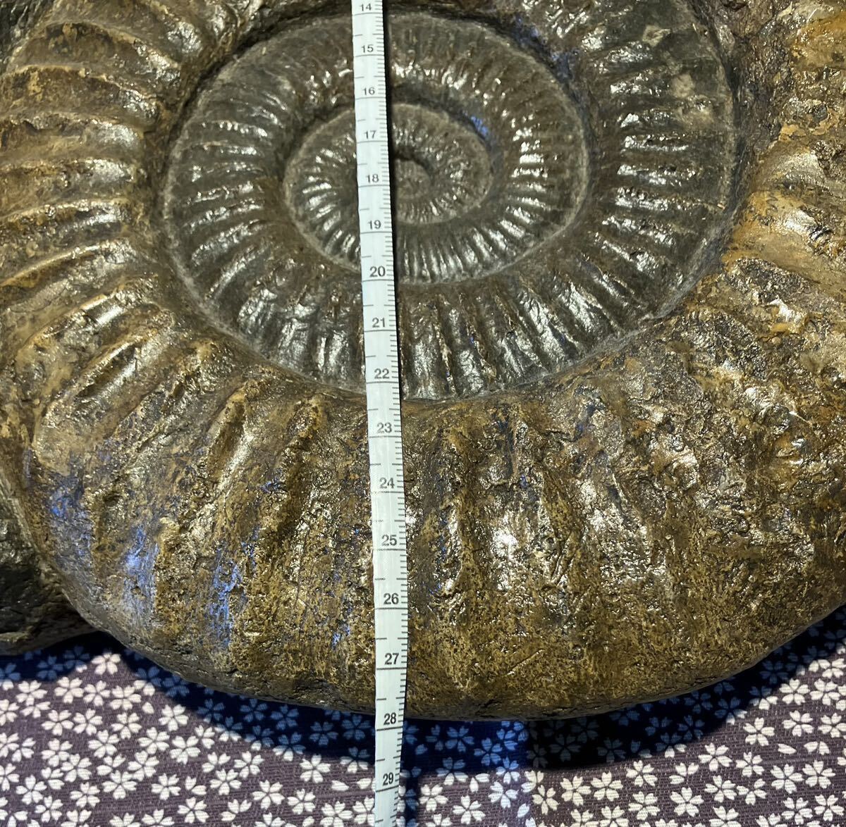 アンモナイト 化石 ドイツ産出 中生代 ジュラ紀 Orthosphinctes _画像3