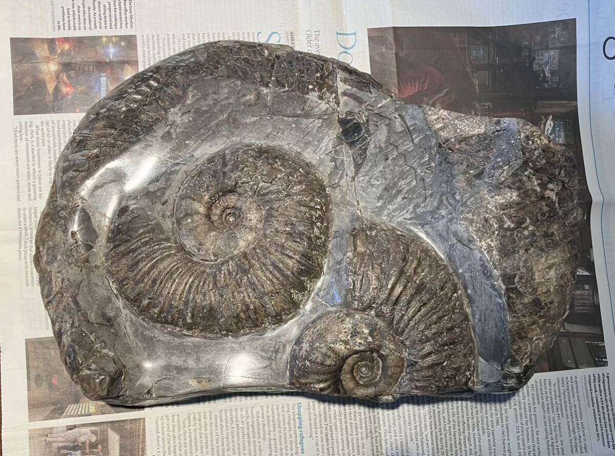  Hokkaido Anne mo Night fossil go-doli Sera s specimen white ..