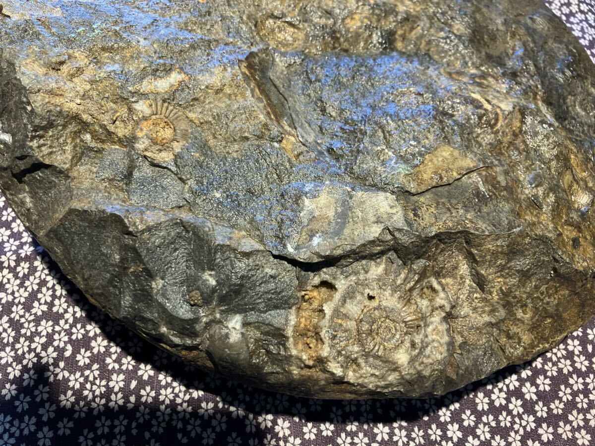アンモナイト 化石 ドイツ産出 中生代 ジュラ紀 Orthosphinctes _画像6