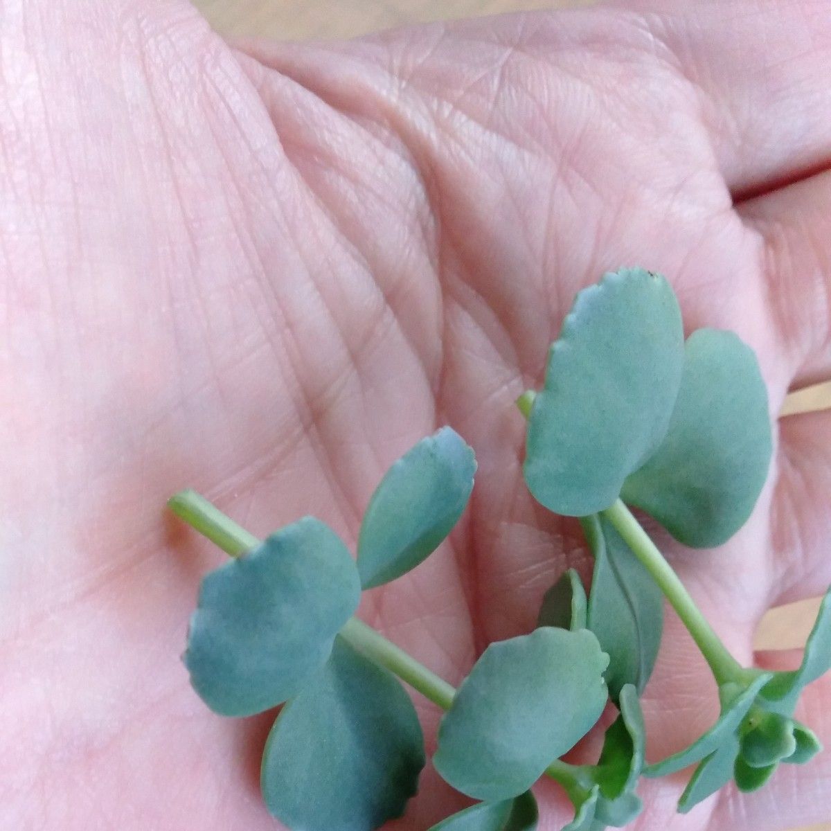 多肉植物 カット苗　日高ミセバヤ　ヒダカミセバヤ　2カット　キズあり